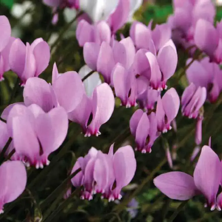 Acheter Direct Cyclamen Vivace – Le pot de 9 x 9 cm