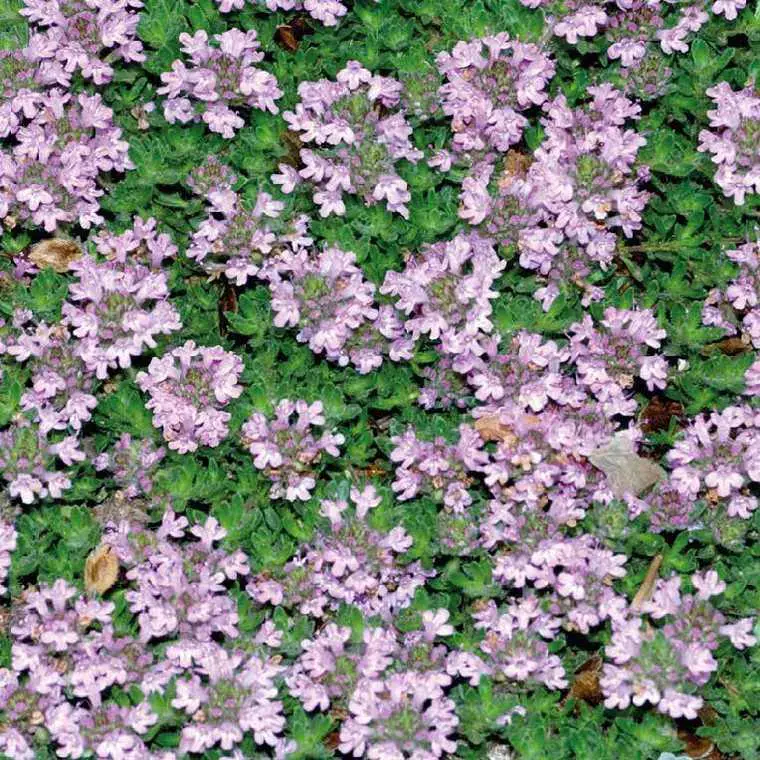 Thym Rampant Rose – Le pot de 9 x 9 cm Offre Spéciale