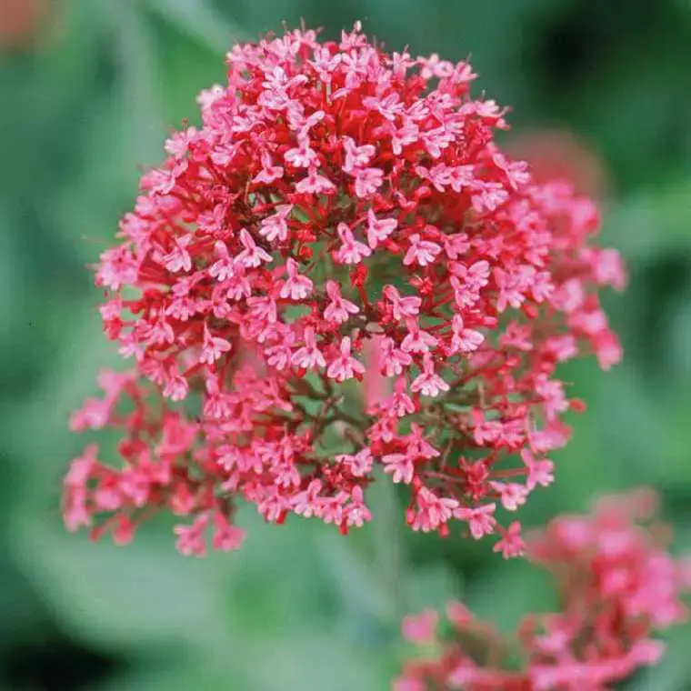 Valériane des Jardins rouge – Le pot de 9 x 9 cm Jusqu&rsquo;à Épuisement Des Stocks