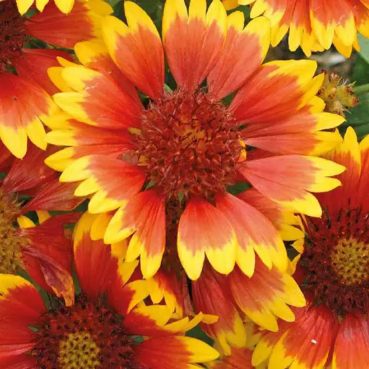 Achat Immédiat Gaillarde rouge jaune – Le pot de 9 x 9 cm