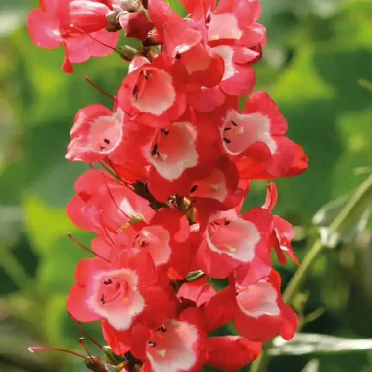 Top Vente Penstemon rouge Gorge blanche – Le pot de 9 x 9 cm