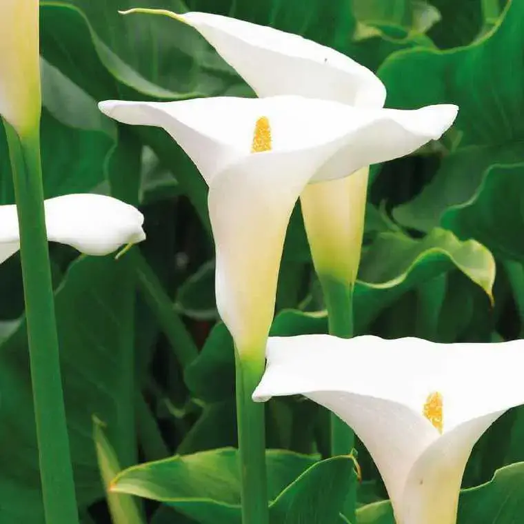 Arum blanc à grandes fleurs – Le pot de 9 x 9 cm Réduction