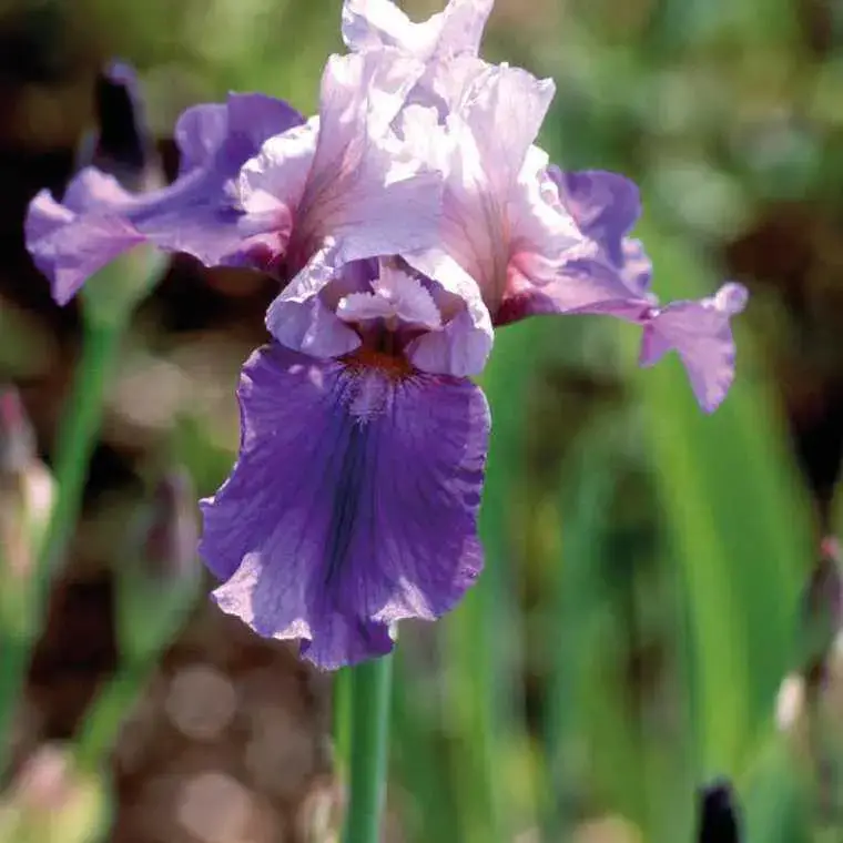 Vente Flash Iris des Jardins blanc-Bleu – Le pot de 9 x 9 cm