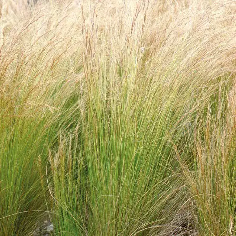 Stipa cheveux d&rsquo;anges – Le pot de 9 x 9 cm Acheter Direct