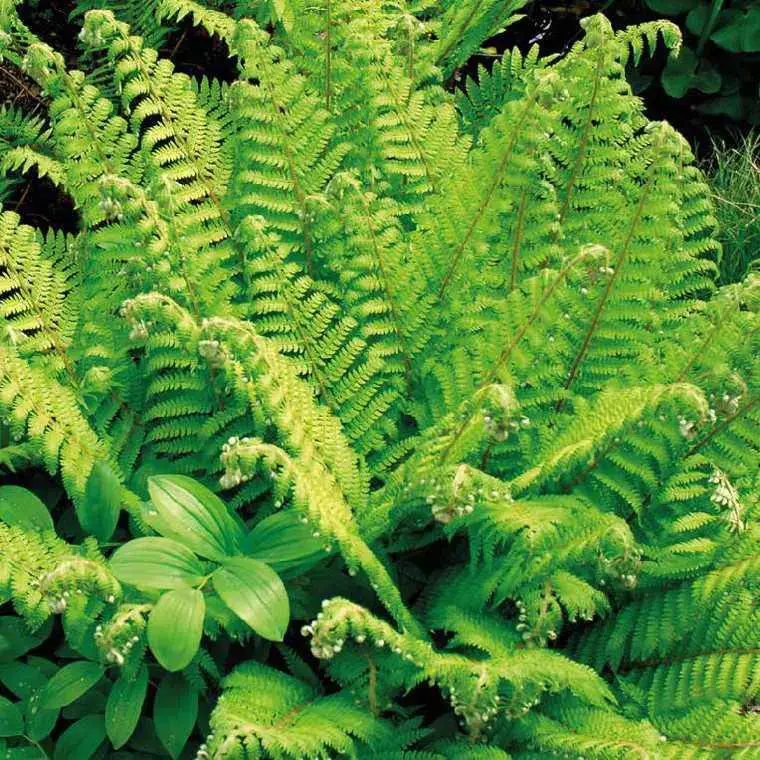 Top Vente Fougère vivace Polystichum – Le pot de 9 x 9 cm