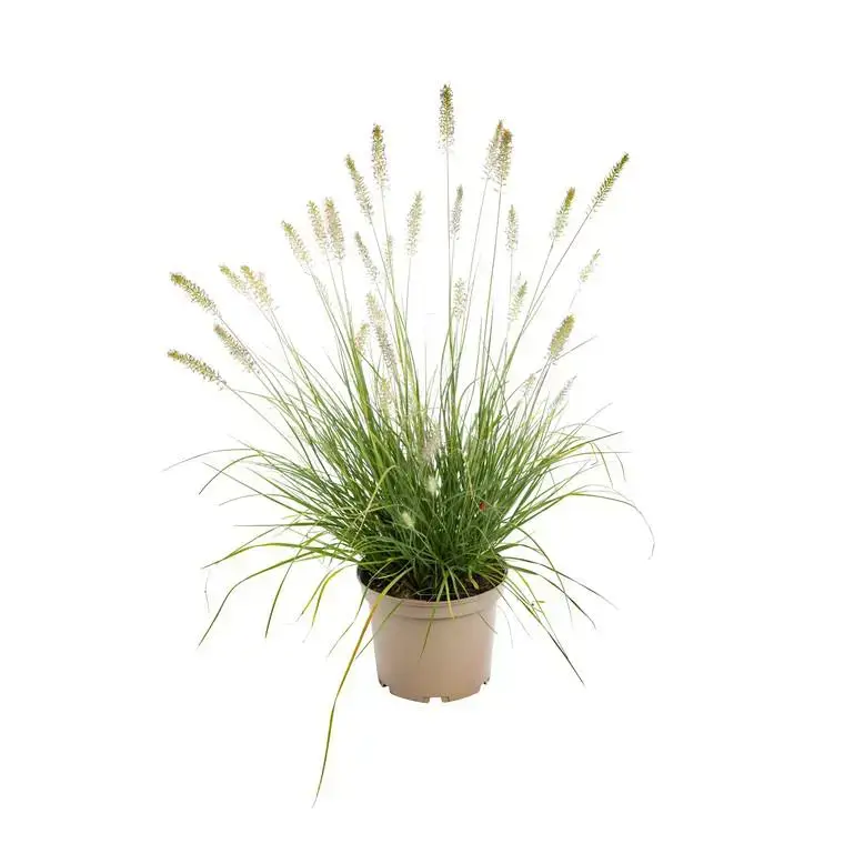 Satisfait Ou Remboursé Pennisetum Alopecuroides – Le pot de 3 litres