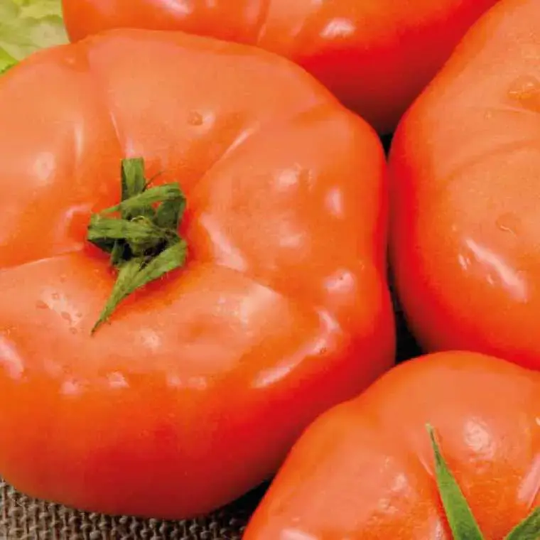 Achat Immédiat Tomate Ronde Royale Des Guineaux bio. Le pot de 9 x 9 cm