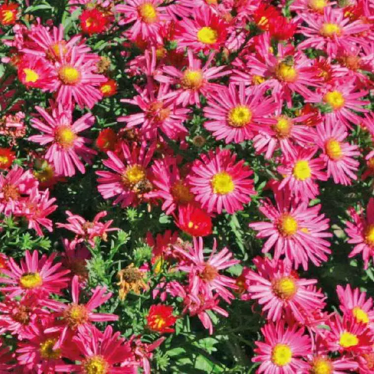 Vente Flash Aster Haut Aut – rouge – Le pot de 9 x 9 cm