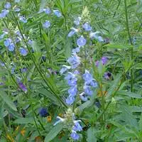 Salvia Uliginosa – Le pot de 7,5 litres Solde