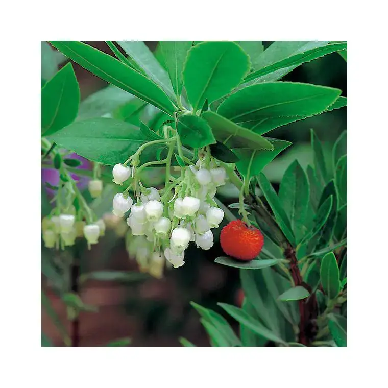 Acheter Direct Arbousier (Arbutus Unedo). Le pot de 7 litres
