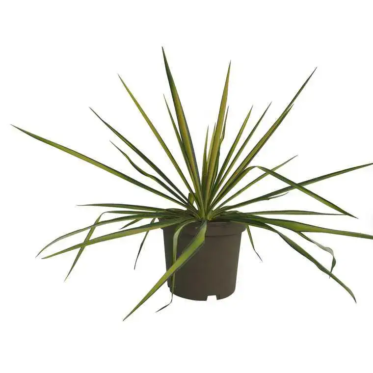 Yucca Filamentosa Golden Sword Vente Directe