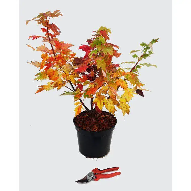 Acer X Freemani Celebration Celzam (Erable de Freeman célébration) 60/80 en pot de 5 L orange Haute Qualité