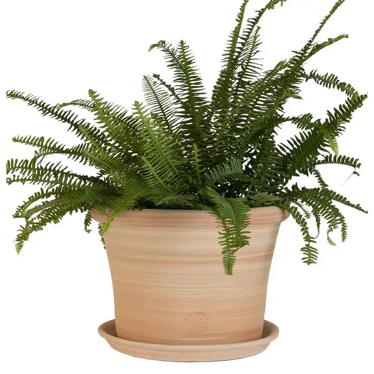 Expédié Aujourd&rsquo;hui Pot rond Cocio Lisio en terre cuite claire – D40x H29