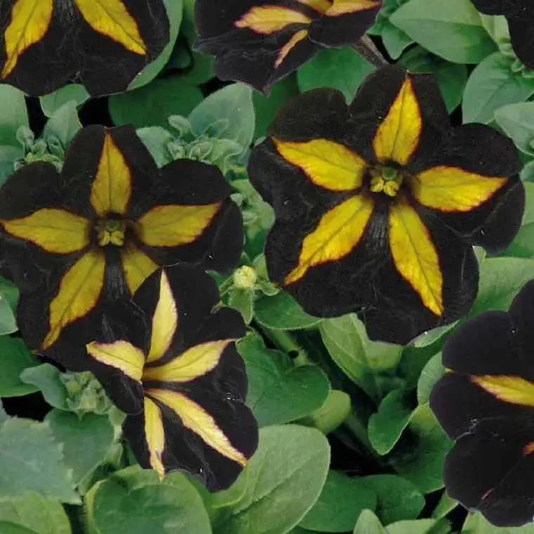 Authentique Pétunia mystic noir et jaune – Le pot de 9 x 9 cm