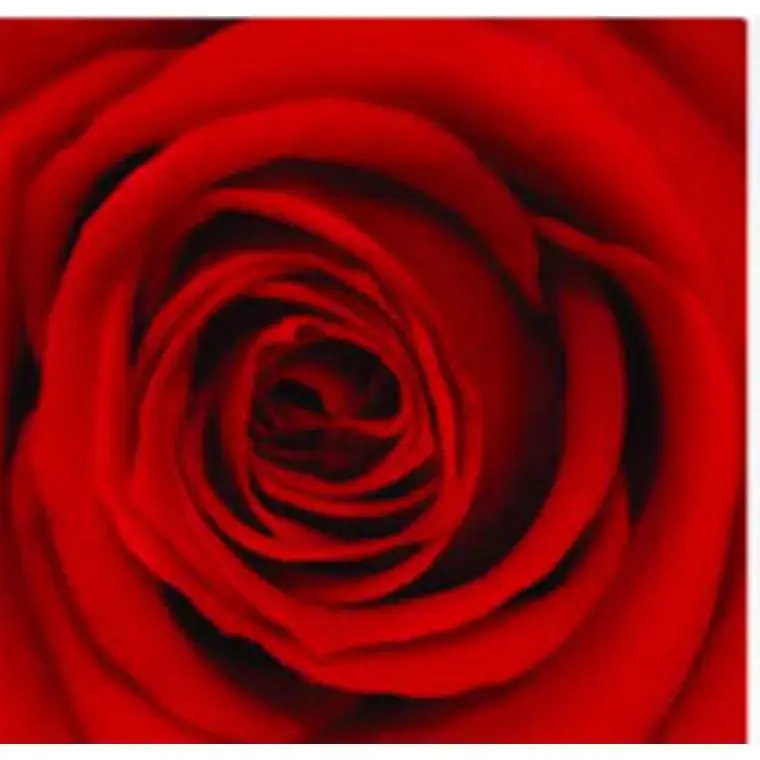 Rose stabilisée standard rouge Ø 4 x H 50 cm Offre Du Jour