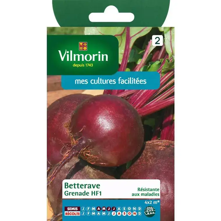 Graines de betterave grenade HF1 Vilmorin – graines à semer Seulement Aujourd&rsquo;hui