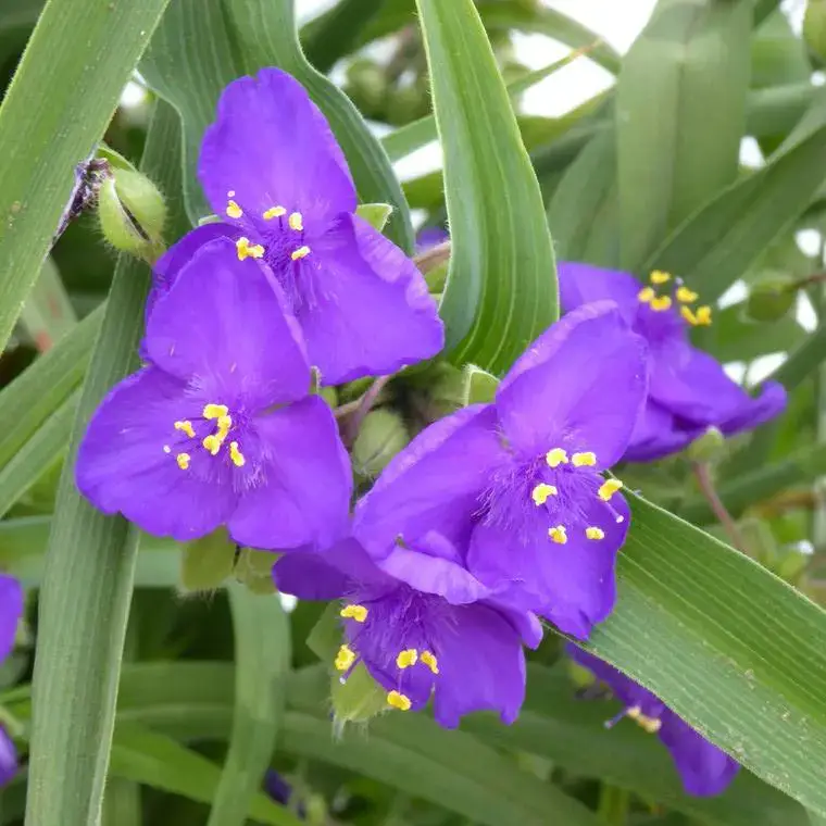 Tradescantia – Le pot de 3 litres Solde