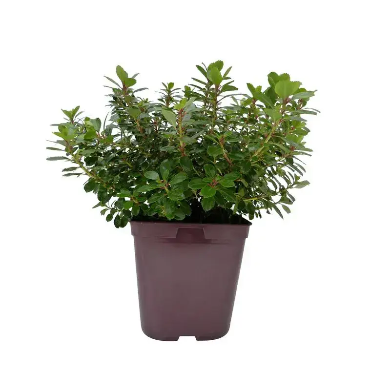 Usine Directe Escallonia en pot de 3 L vert