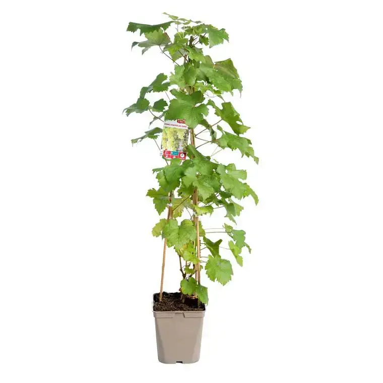 Vigne Chasselas Dore. Le pot de 5 litres Nouveauté
