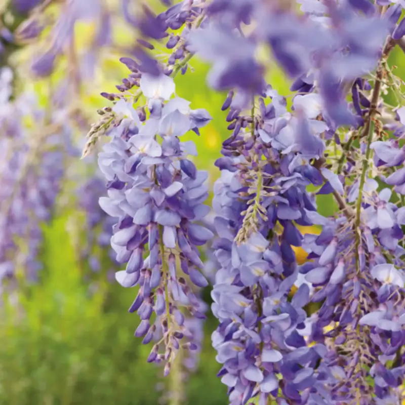 Vente Directe Glycine SINENSIS BLEU. Le pot de 1,3 litres