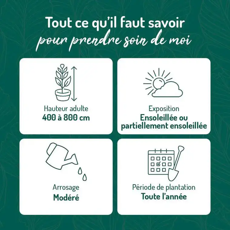 Super Prix Vigne vierge MURALIS. Le pot de 3 litres