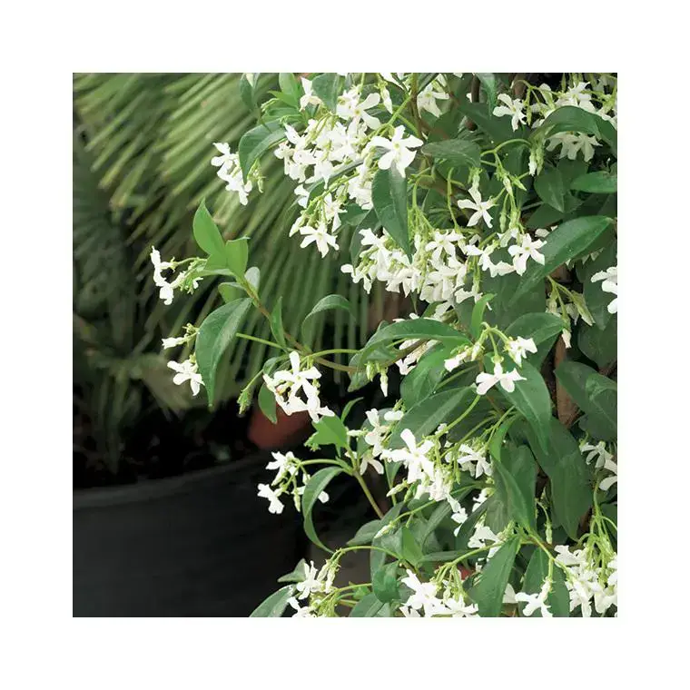 Authentique Jasmin étoilé. Le pot de 6 litres