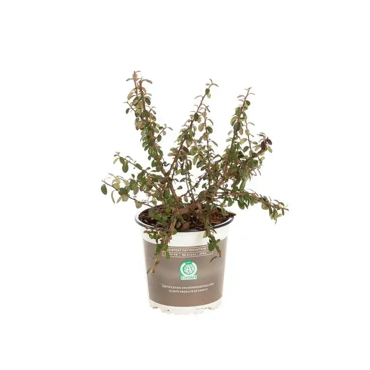 Super Prix Plante couvre-sol en pot de 1 litre