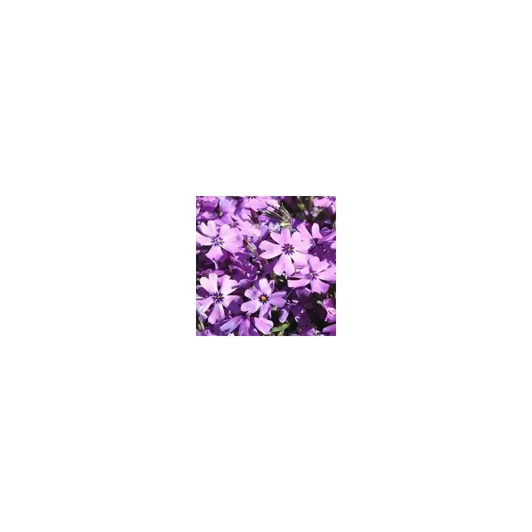 Seulement Aujourd&rsquo;hui Phlox mousse – Le pot de 4 litres