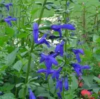 Remise Salvia patens – Le pot de 1,2 litres