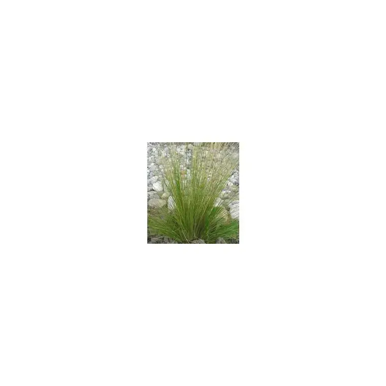 Vente Directe Stipa cheveux d&rsquo;anges – Le pot de 4 litres