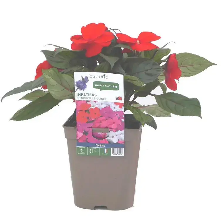Super Prix Impatiens de Nouvelle Guinée. Le pot de 13 cm