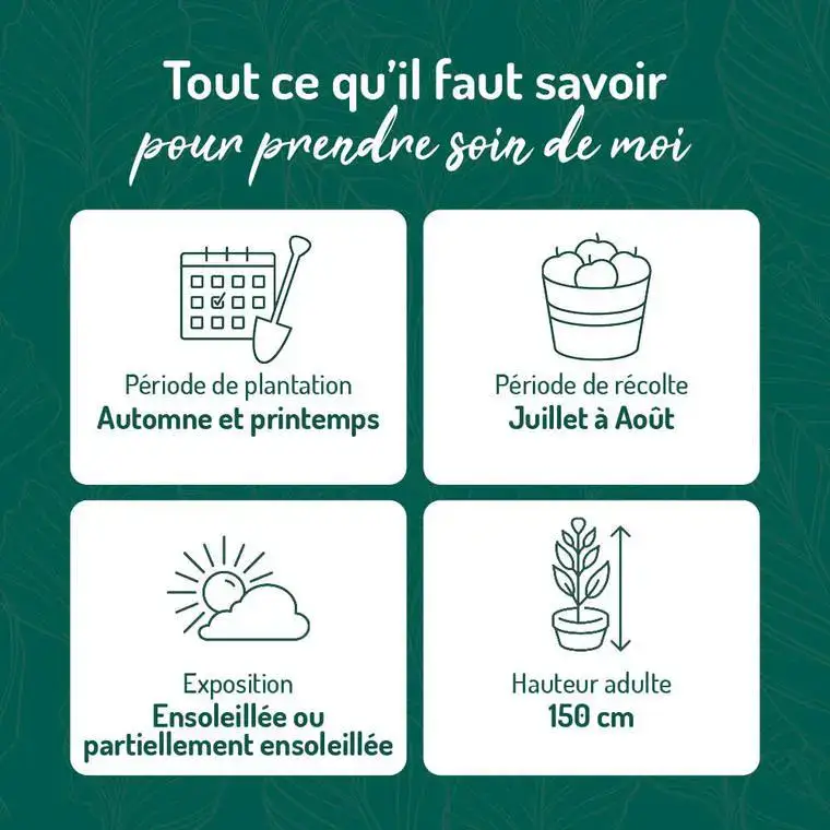 Vente Directe Myrtille Patriot Bio. Le pot de 2 litres