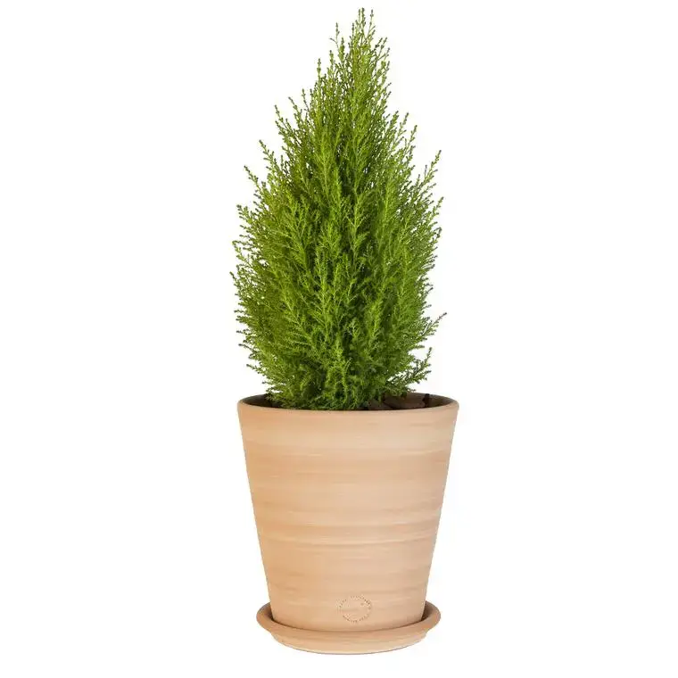 Pot Vaso lisse en terre cuite claire – D22x H22 Expédition Rapide