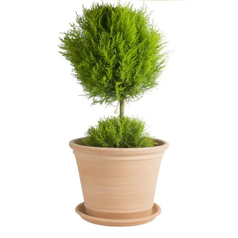 Nouvelle Collection Pot Cocio Terraza en terre cuite claire D43x H32