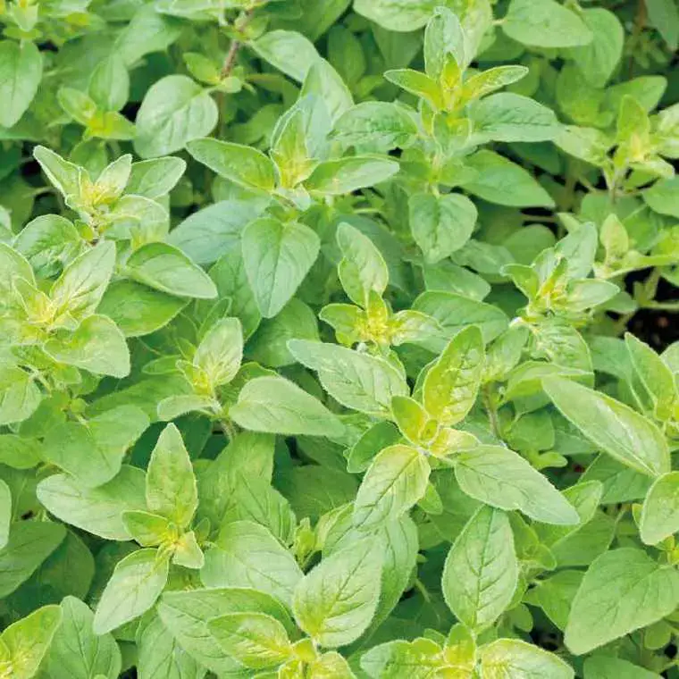 Basilic Citron Bio. Le pot de 1 litre Nouvel Arrivage