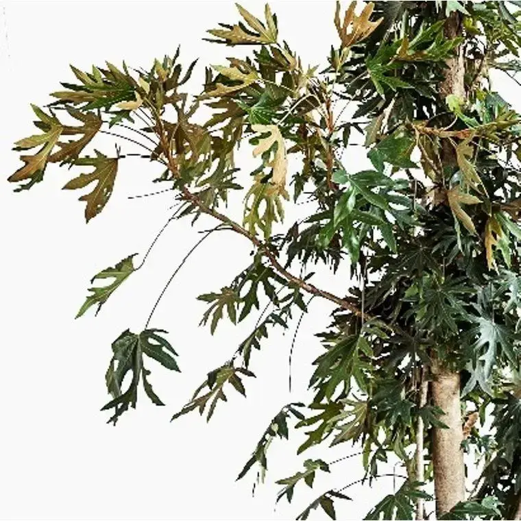 Tetrapanax Papyrifera Rex (Plante à papier de riz) en pot de 5 L vert Prix Réduit