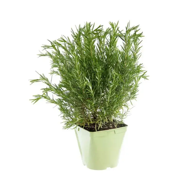 Affaire À Saisir Romarin Officinal Bio. Le pot de 2,5 litres