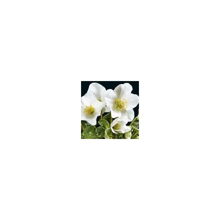 Rose de Noël – Le pot de 1 litre Offre Exclusive