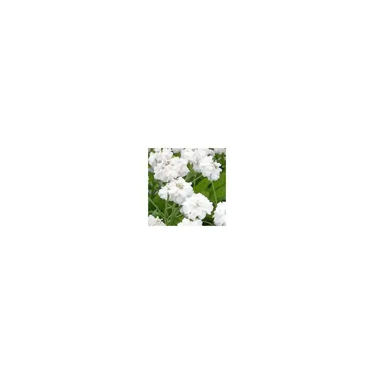 Achillea Ptarmica – Le pot de 3 litres Pas Cher