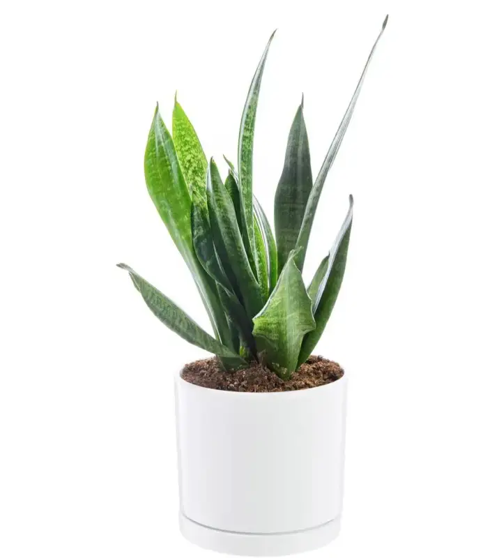 Usine Directe Sansevieria Zeylanica vert en pot blanc émaillé botanic®. Le pot Ø 18 cm
