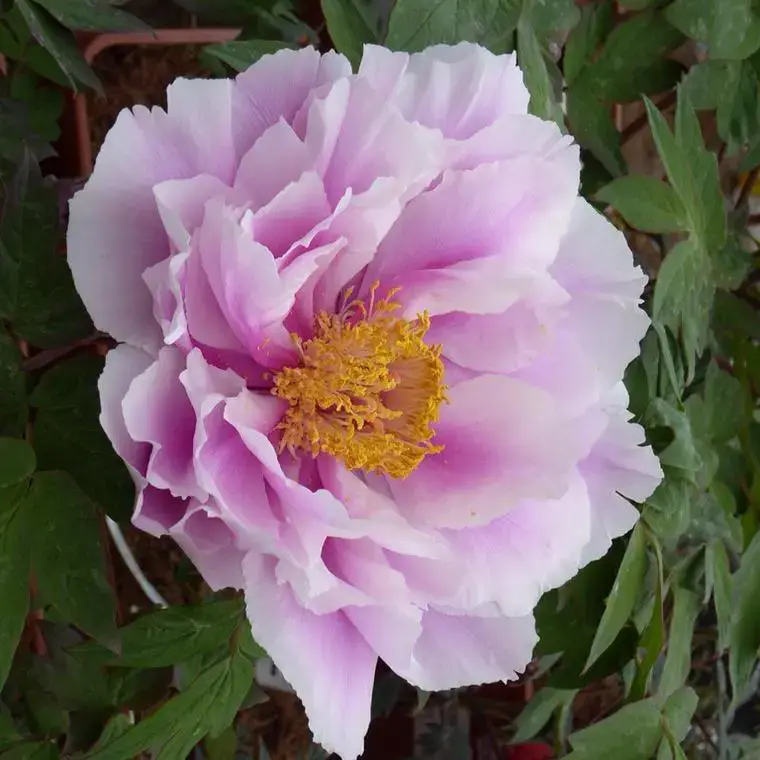 Acheter En Ligne Pivoine arbustive (Paeonia Arborea) – Le pot de 9 litres