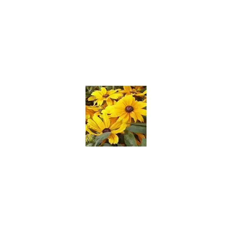 Rudbeckia Vivace – Le pot de 4 litres Commander Vite