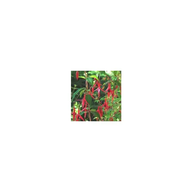 Vente Directe Fuchsia vivace – Le pot de 5 litres
