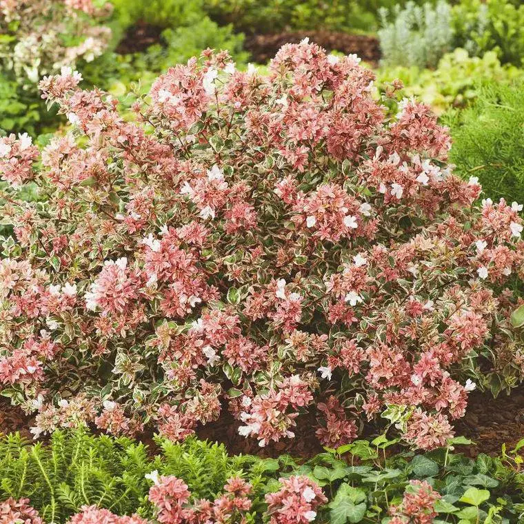 Abélia Grandiflora Magic Daydream. Le pot de 2 litres Prix Bas
