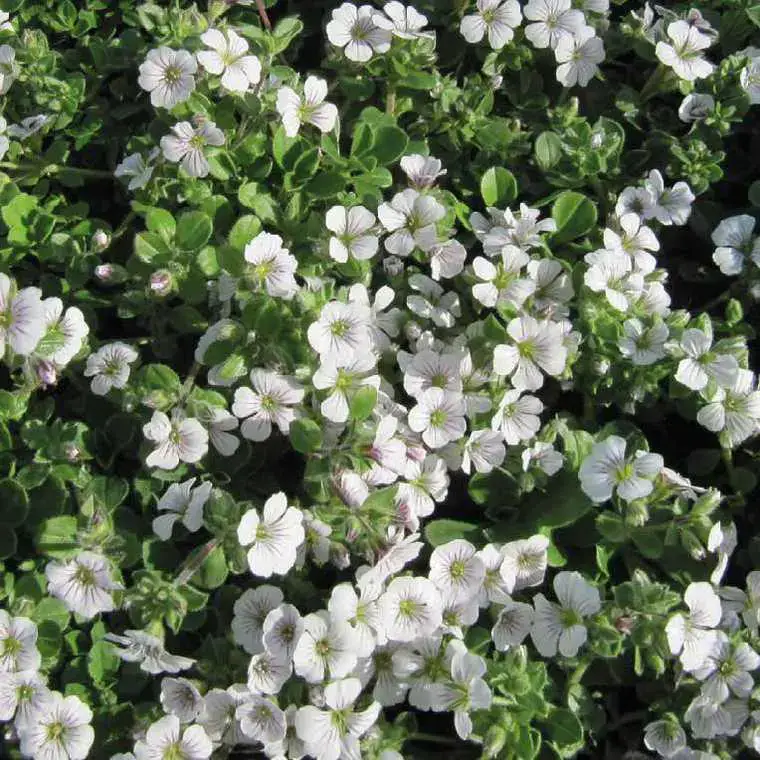Achat Immédiat Gypsophile Cerastoïde – Le pot de 9 x 9 cm