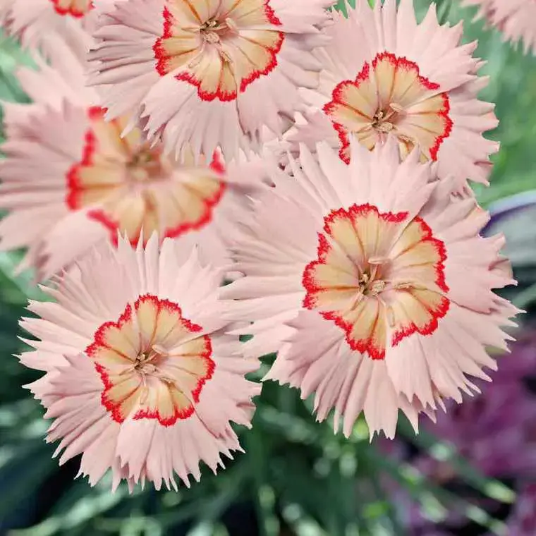 Affaire À Saisir Dianthus Nain Tequila Sunrise – Le pot de 9 x 9 cm
