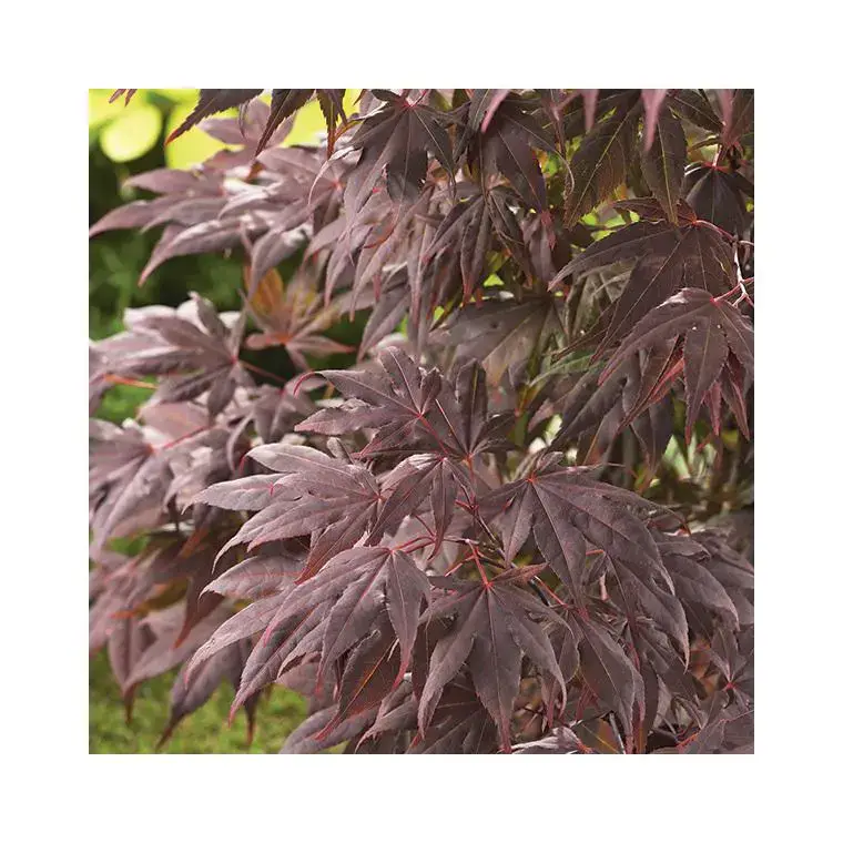 Acheter En Ligne Erable du Japon (ACER PALMATUM ATROPURPUREUM ) Le pot de 30 litres