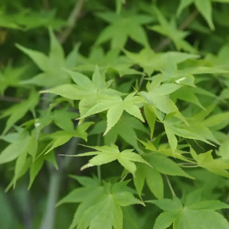 Acheter Direct Erable du Japon (ACER PALMATUM AUREUM ) Le pot de 50 litres