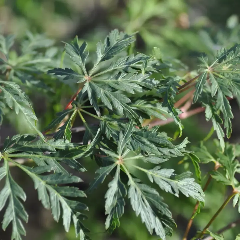 Achetez Aujourd&rsquo;hui Erable du Japon (ACER PALMATUM DISSECTUM PALMATIFIDIUM ) Le pot de 30 litres