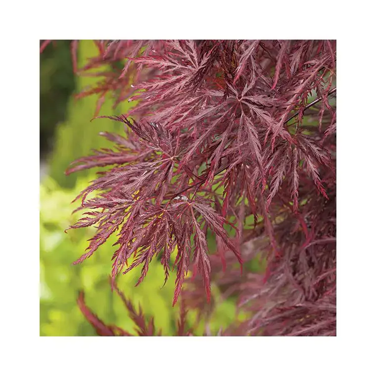 Top Vente Erable du Japon (ACER PALMATUM DISSECTUMINABASHIDARE ) Le pot de 80 litres